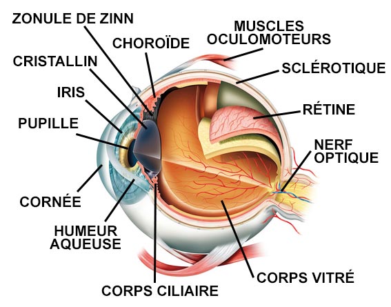 Anatomie de l'oeil